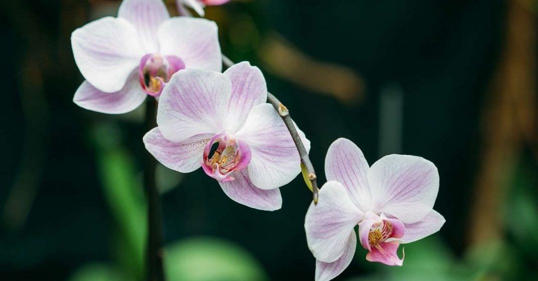 Jak pěstovat orchideje