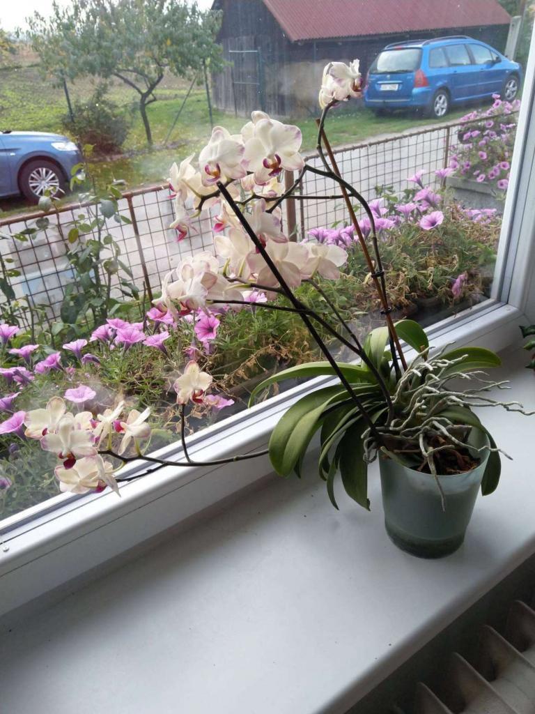Orchidej na parapetu