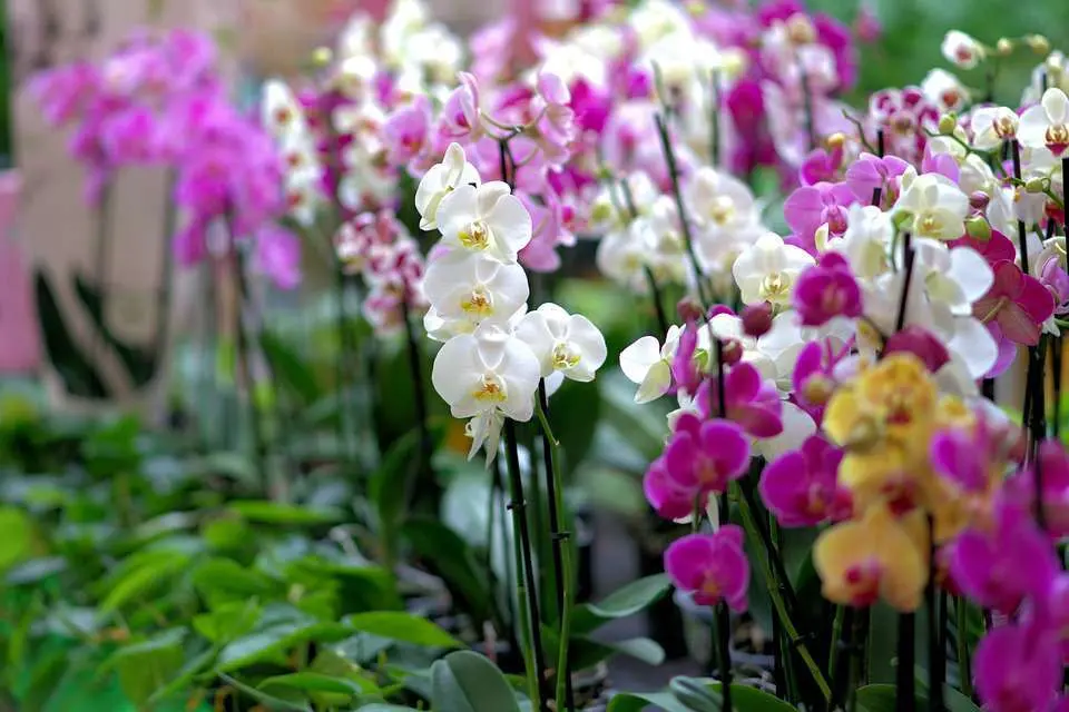 Výběr orchidejí