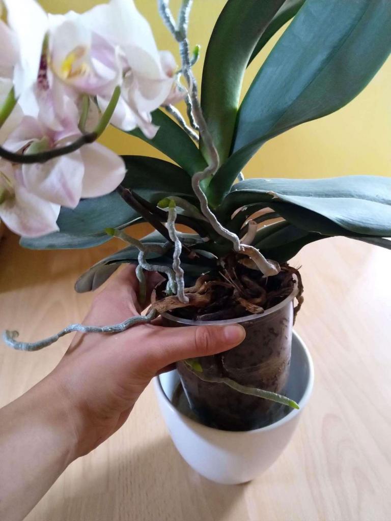 přesazení orchideje