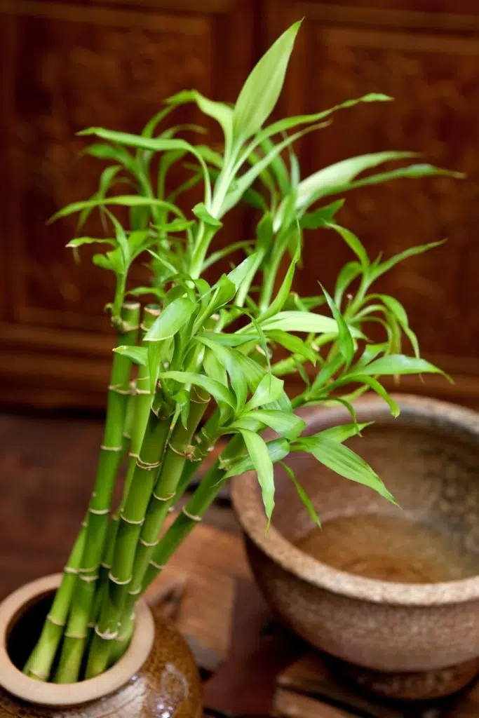 Bambus v interiéru