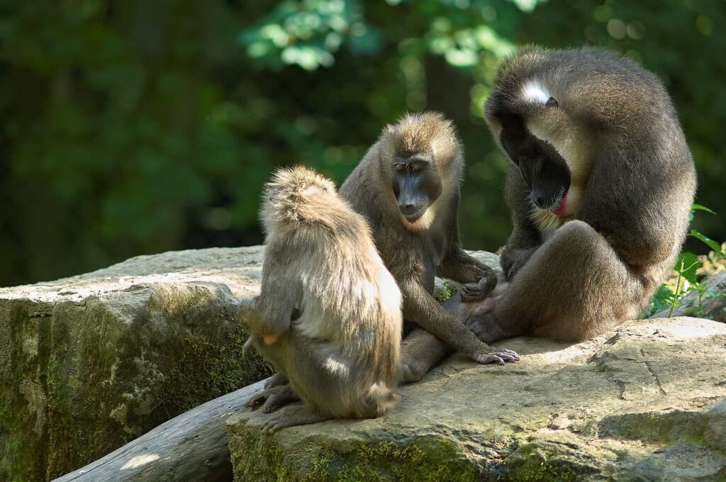 opice v zoo